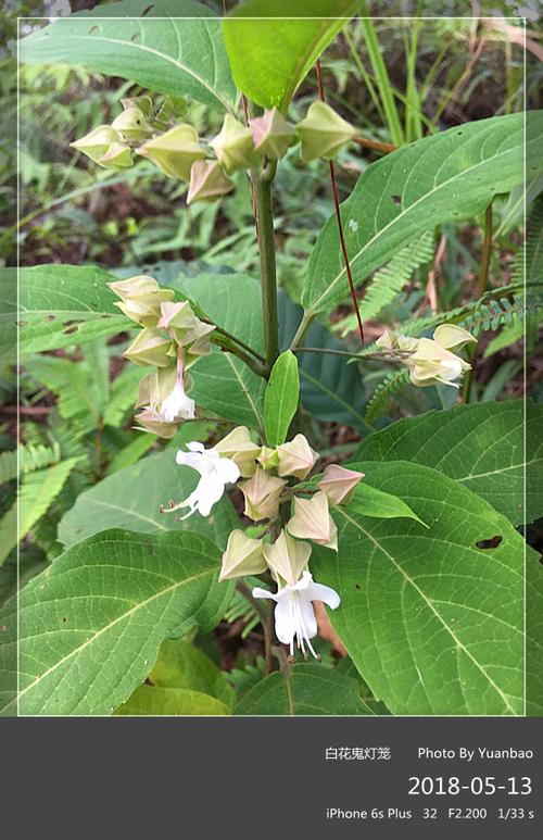 iphone 6s plus       白花鬼灯笼,鬼灯笼,是一种马鞭草科植物