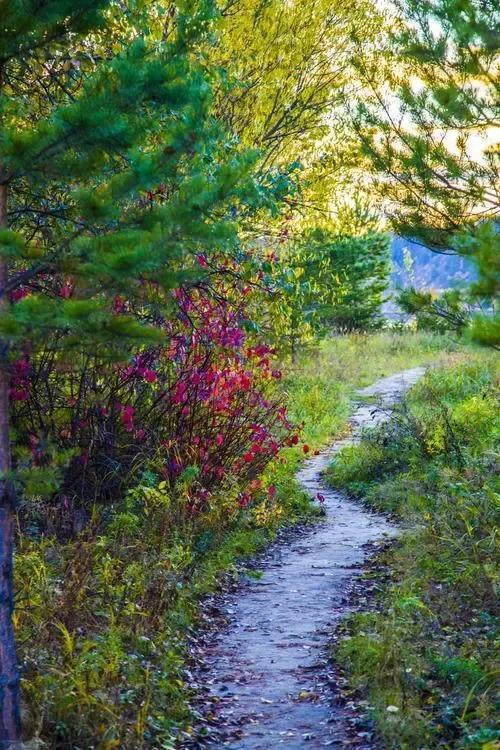 弯弯的溪流|溪水|倒影|小溪|山谷|密林_网易订阅