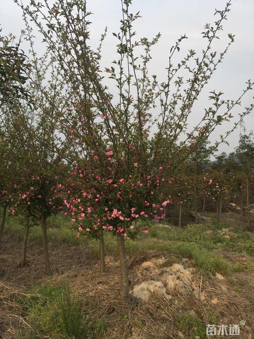 其他描述:精品,正宗小叶垂丝海棠,黑土田苗种植状态:移栽苗冠幅:100