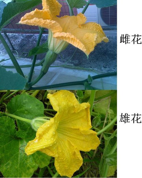 单性花:雄花和雌花有哪些?