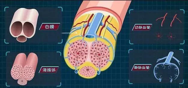 男人有种生不如死的痛,叫鸡儿"骨折"|手术|海绵体|白