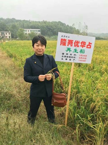 陈香群美女为隆两优华占再生稻的推广付出了辛勤的汗水.
