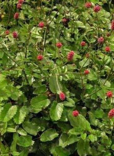 地榆是一种什么样的植物