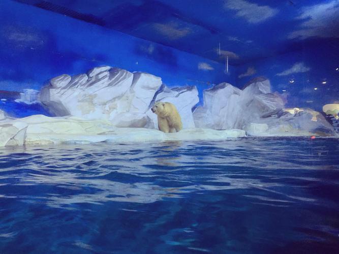 天津海昌极地海洋世界   成人票【秋季特卖】