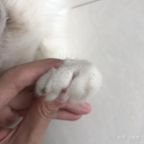 猫虱子? - 知乎