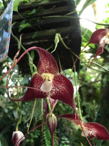 旧金山温室花园.有许多稀有植物,包括一些只在图片中见到的兰花.