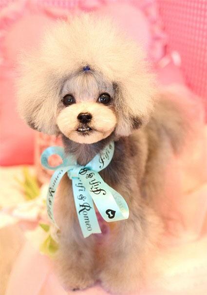 不能不看的泰迪经典美容造型(一)