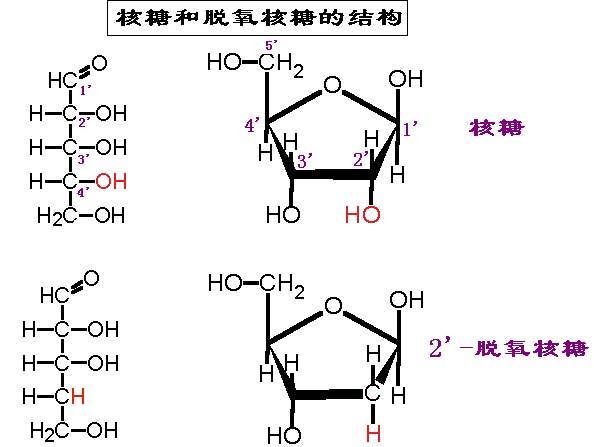 高一生物必修1教科书五碳糖的五个碳怎么来的