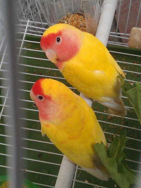 黄桃牡丹鹦鹉,百度有图片的.