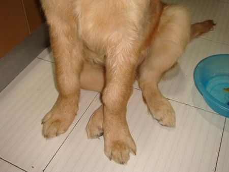 狗狗前腿关节变形了,四月中旬和前几天出现了发烧,一发烧,后腿就无力