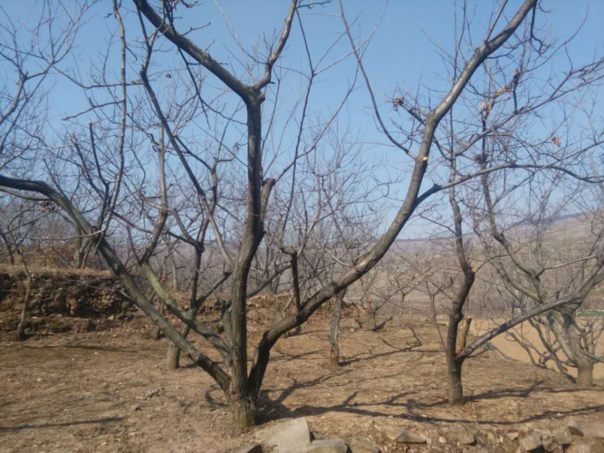 新建栗园主要采用开心形和小冠疏层形,立地条件较好的河滩地多采用小