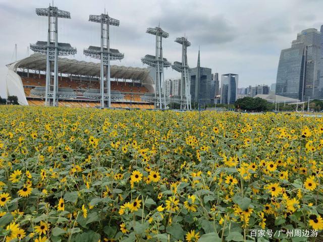 广州海心沙向日葵花海又开了?带你看看真实的情况