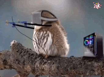 3月11日 1:53   关注  表情包 猫头鹰