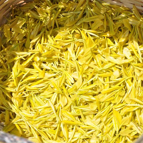 2019新茶黄金芽正宗黄金茶叶安吉白茶明前特级一级试喝装