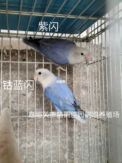 钴蓝闪,紫闪,对比_鹦鹉_牡丹_牡丹鹦鹉_宠物_宠物其他