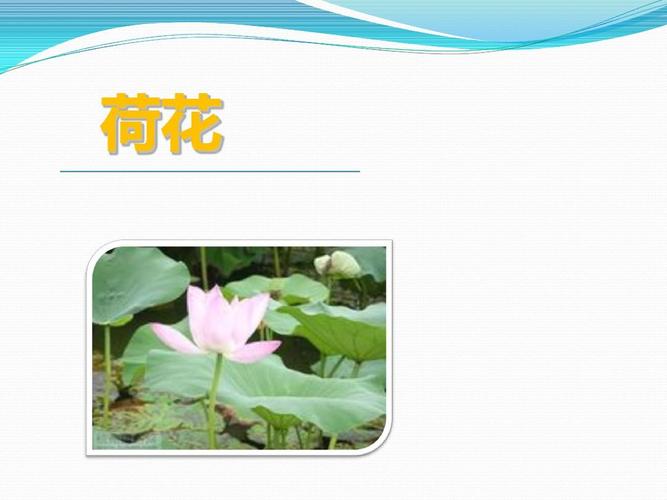 人教部编版小学三年级语文下册课文《荷花》课件ppt