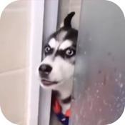 出来单挑啊哈士奇