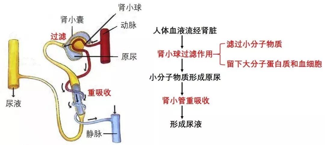 听起来就很好吃   尿的形成主要依赖于 肾脏,它的生产过程大致是