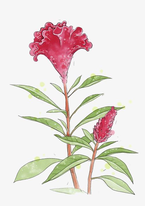 关键词 : 植物,花朵,创意,简笔,简约,唯美,鸡冠花,红色