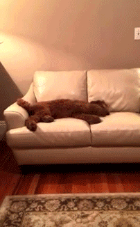 另一只泰迪看见后,就直接跳上沙发