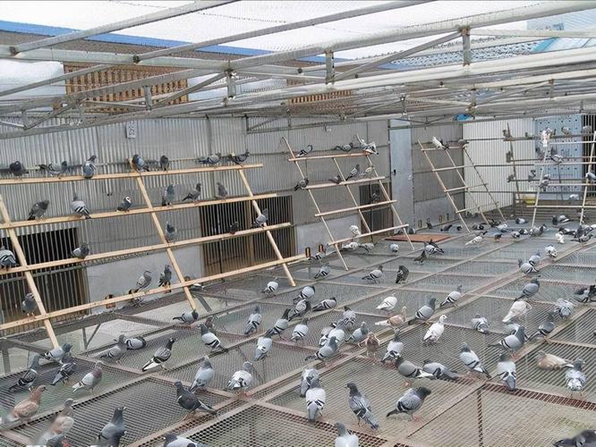 赛鸽公棚拍鸽子的时候这样的鸽子不要拍