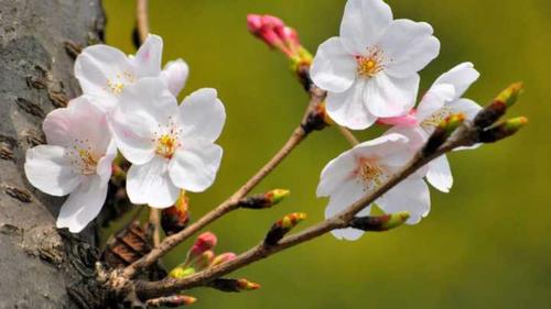 如何区别桃花杏花李花樱花梨花和梅花