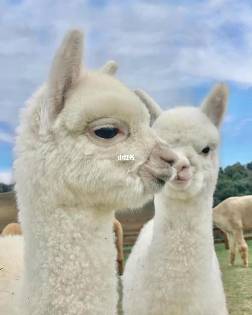 可爱羊驼表情包图库_表情包_羊驼_情侣表情包_素材
