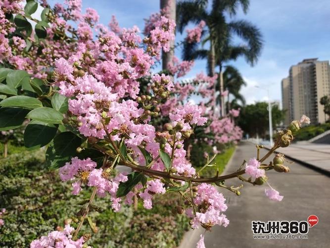 满城尽是紫薇开钦州的市花今年首次集中盛开
