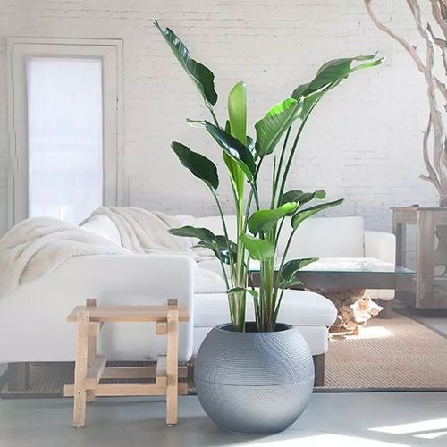 涨知识!颜值超高的室内绿植大汇总(中)