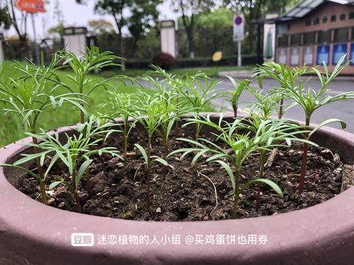 水龙头波斯菊成长日记