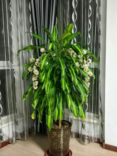 记录巴西木开花全过程