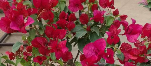 三角梅红遍海南岛