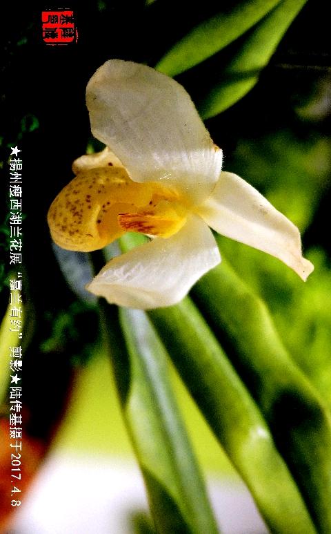 扬州瘦西湖兰花展"嘉兰有约"剪影