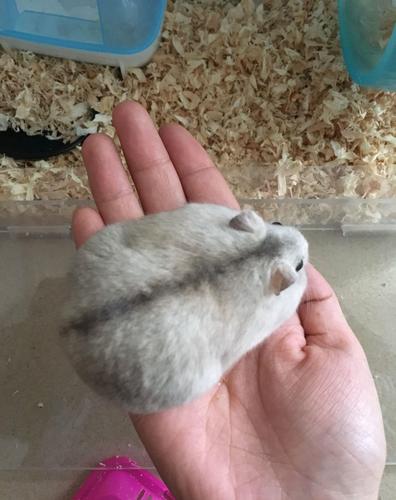 被仓鼠咬了后会怎么样?是否需要大狂犬疫苗