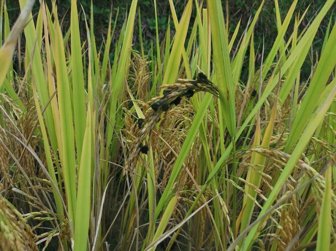 水稻稻曲病预防及病谷处理技术