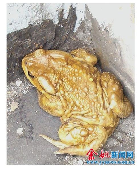 "鸭子钓小鱼"发帖】周日我在水库边拍到了一只全身呈金黄色的"蟾蜍"