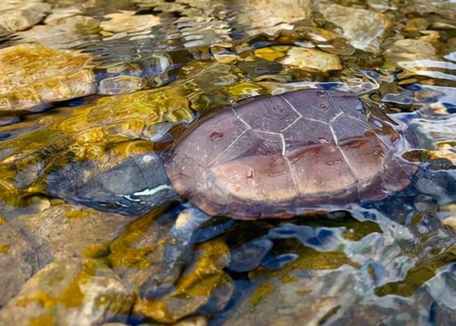 北京发现两只放生的中华草龟,专家:冬天会