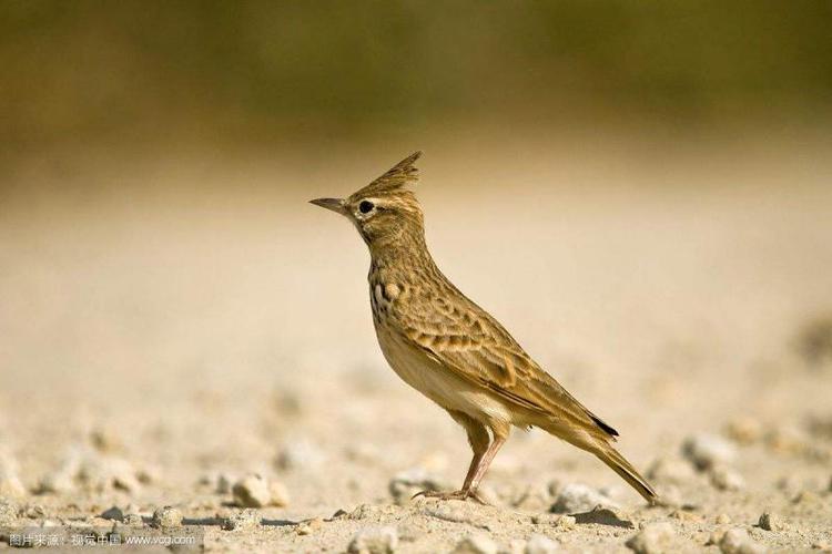 百灵鸟的外貌与特点 - 观赏鸟 - 中国养殖网-农村养殖