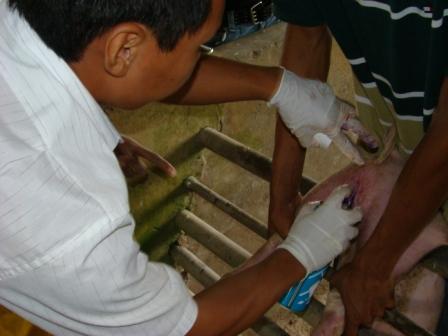 睾丸摘除后消毒