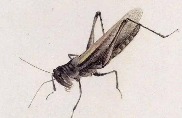 齐白石是大写意画家他的工笔草虫更让人佩服