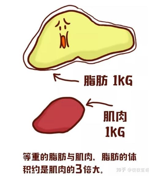 【燕教授减肥科普】减肥基础知识,肌肉与脂肪的关系