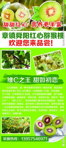 猕猴桃展架设计图__海报设计_广告设计_设计图库_昵图