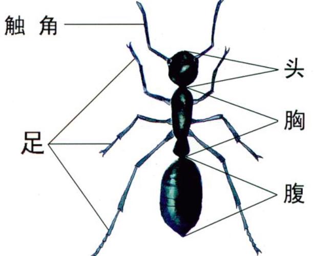 一群蚂蚁中分工不同,种类也不同.