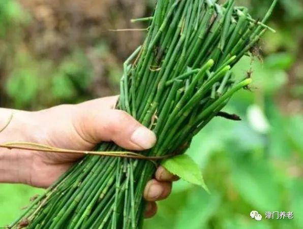 节节草是什么?医生:老人用它来泡脚,或可以解决多年"