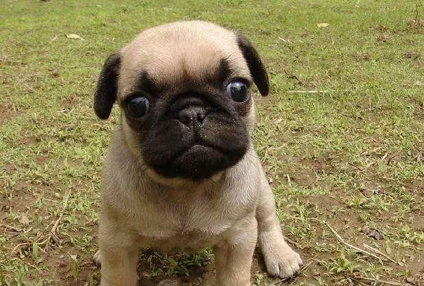 巴哥犬(pug,又称哈[hǎ]巴狗)