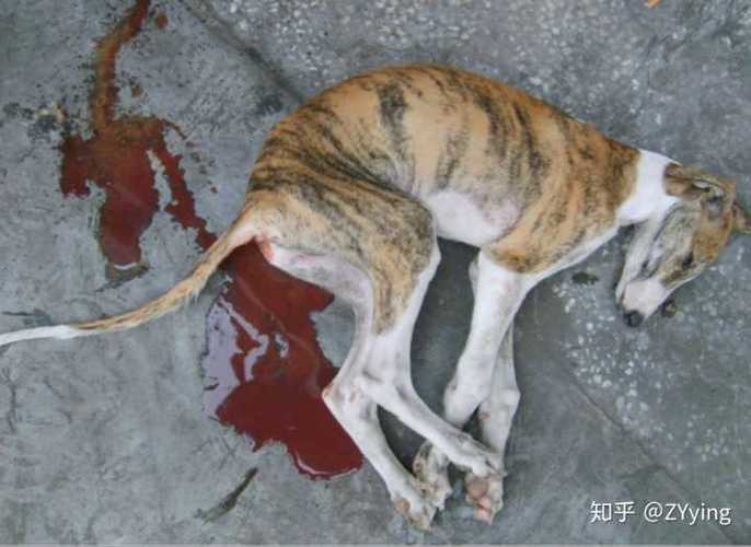 小狗得细小的迹象是什么?