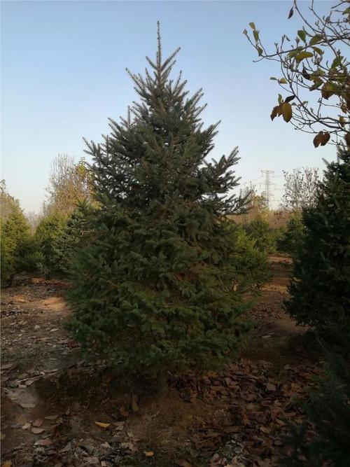 云杉树济南45米云杉树