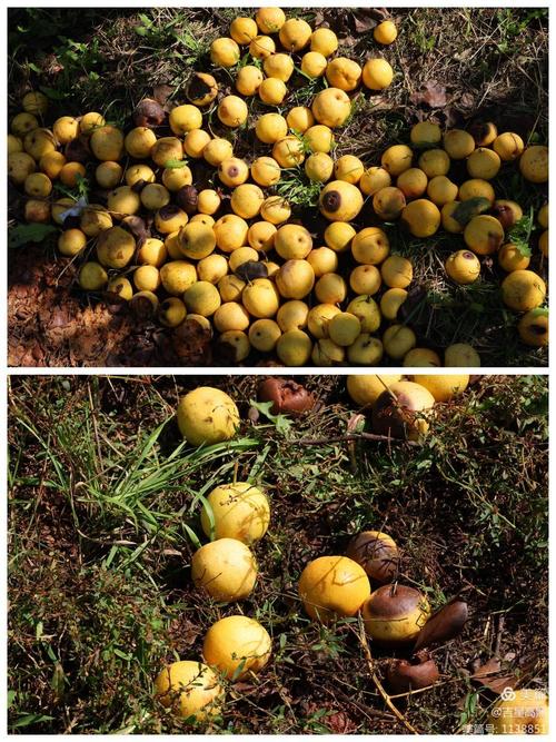 落地果,它们是早熟还是弱不禁风?可惜了.