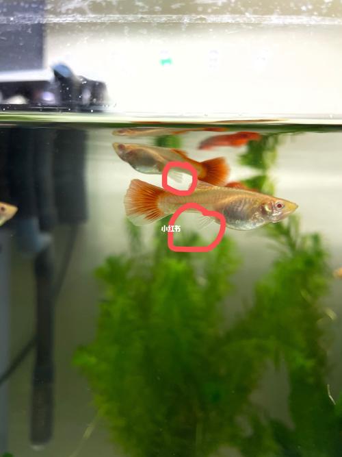 孔雀鱼玛丽鱼如何分公母_玛丽怎么样_鱼肚_万达广场自由行热门攻略