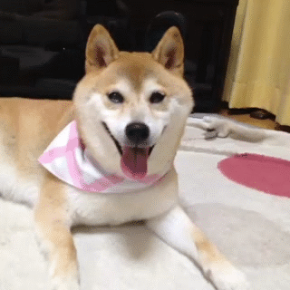 gif# such smile. so happy. very cute. much doge.